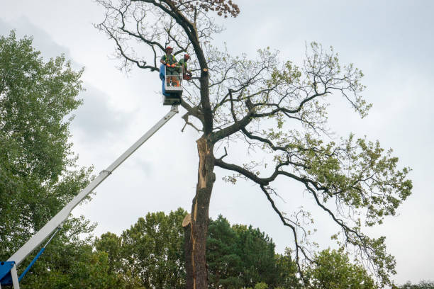  Franklin, KY Tree Service Pros